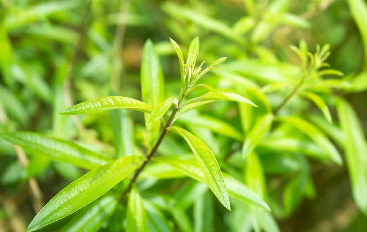 Lemon verbena has a pleasant, citrusy scent.