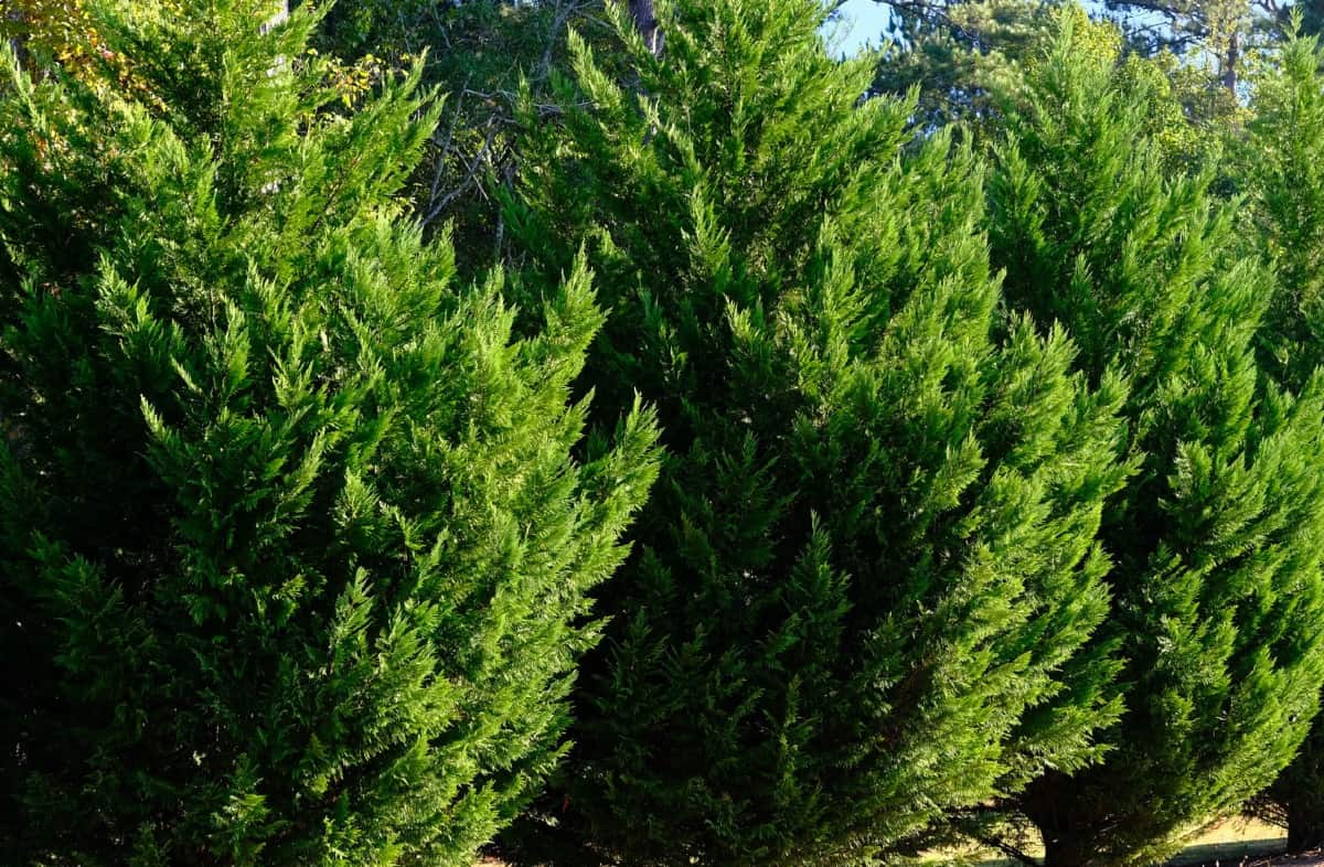 The leyland cypress is a fast-growing evergreen.