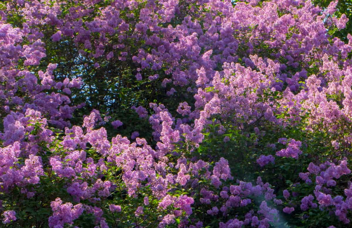 Lilacs have an unforgettable smell.