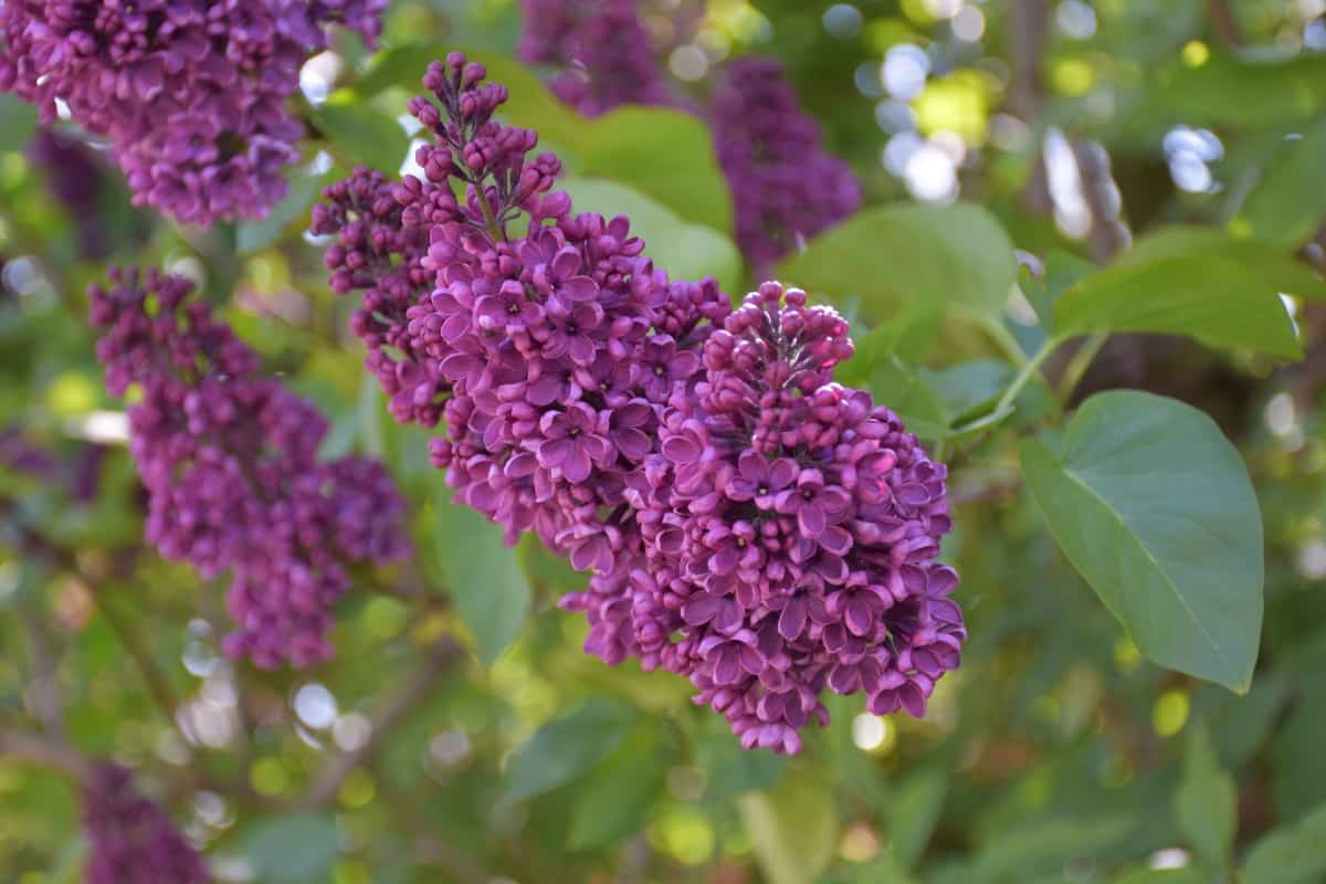 Lilacs need lots of sun for the best blooms.