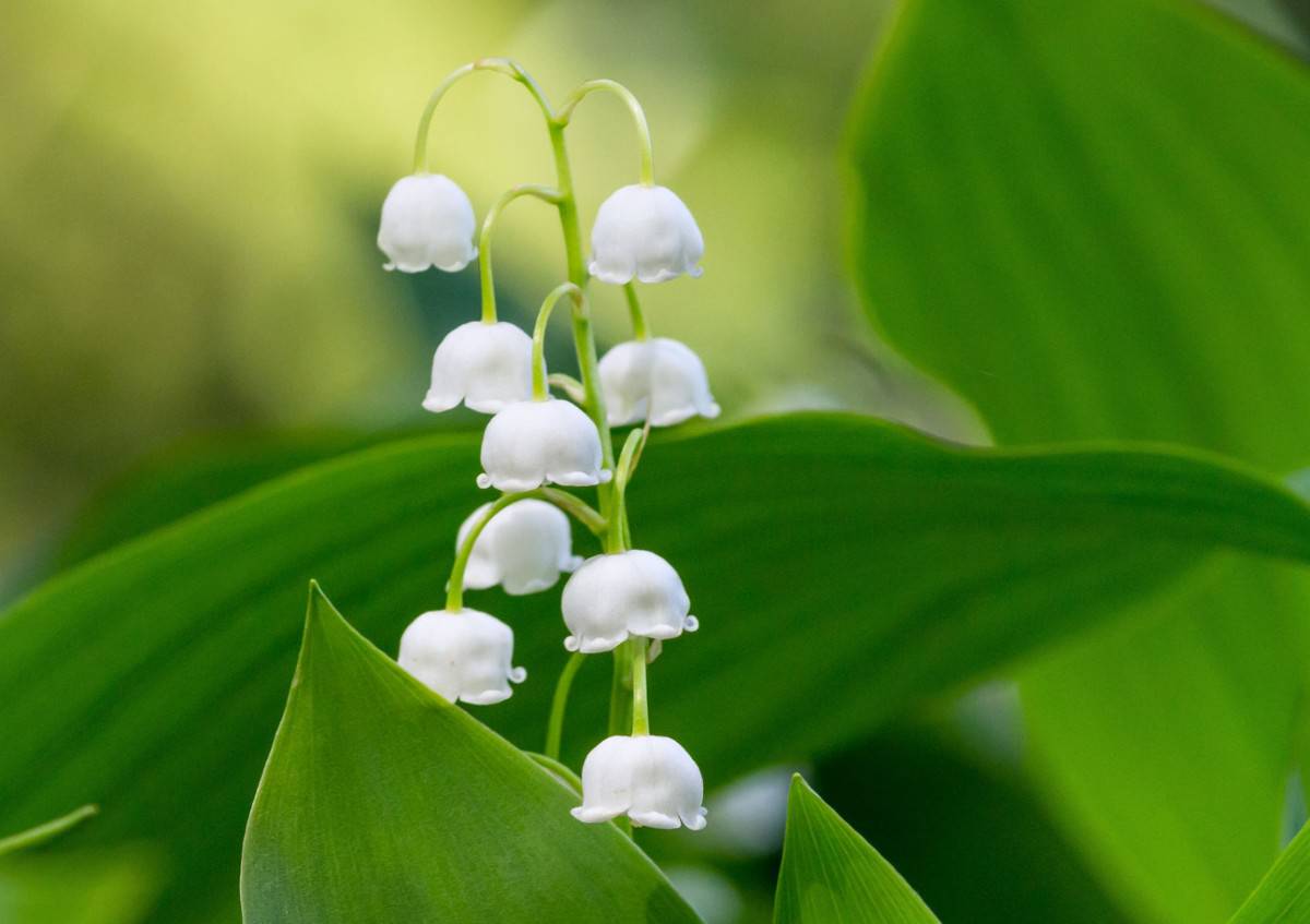 The lily of the valley plant needs shade.