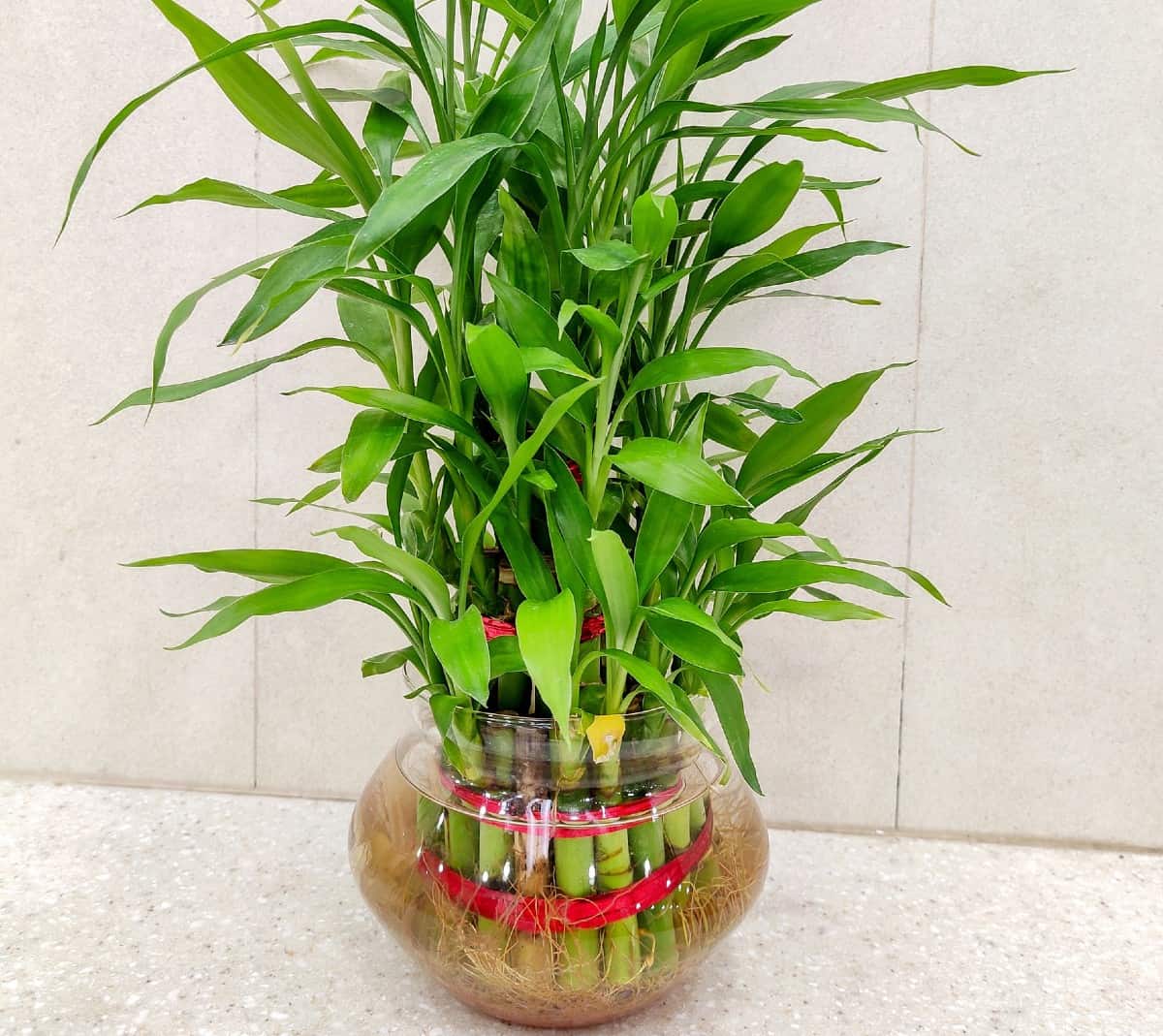 Lucky bamboo is said to bring good luck to the owner.