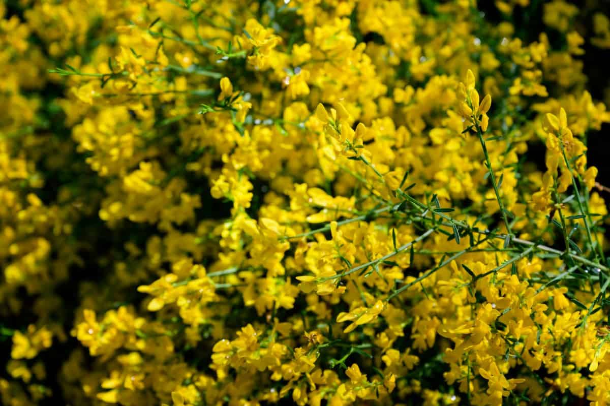 Lydian broom is a mound-shaped shrub.