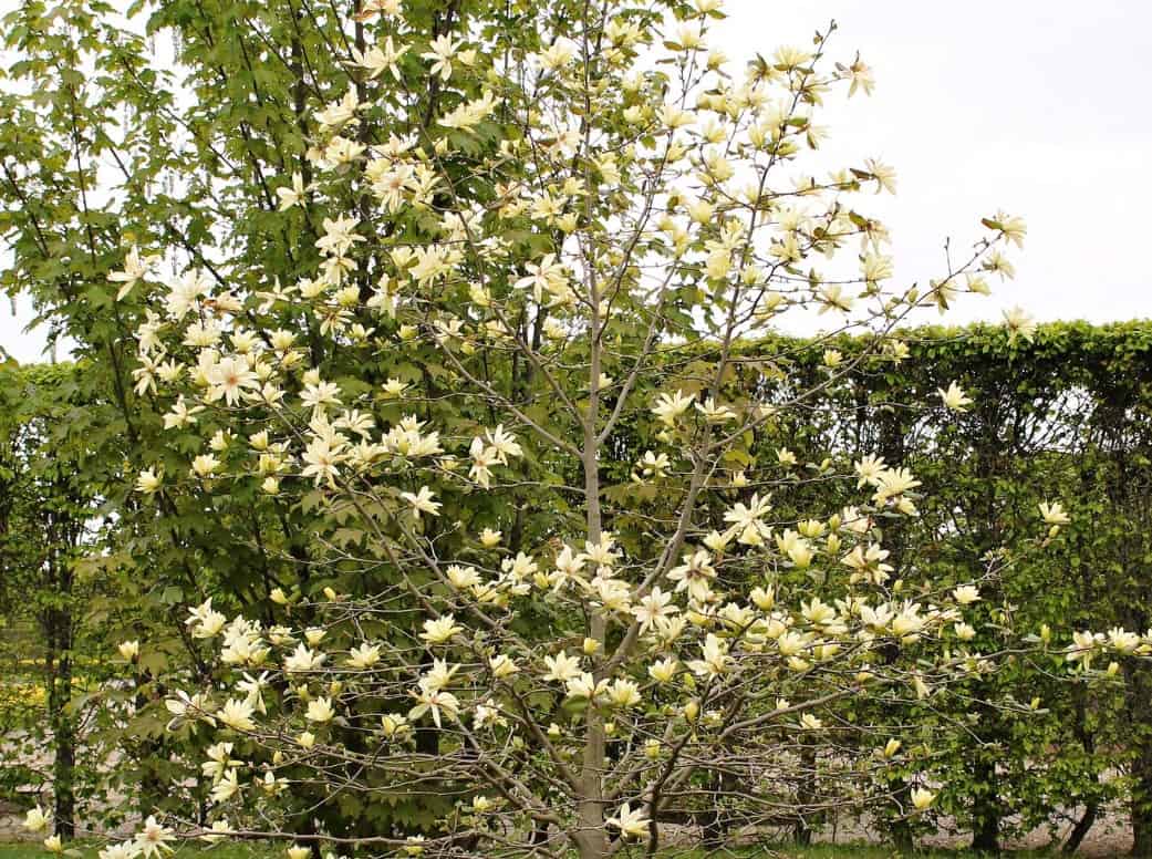 Magnolia butterfly trees have flowers shaped like tulips.