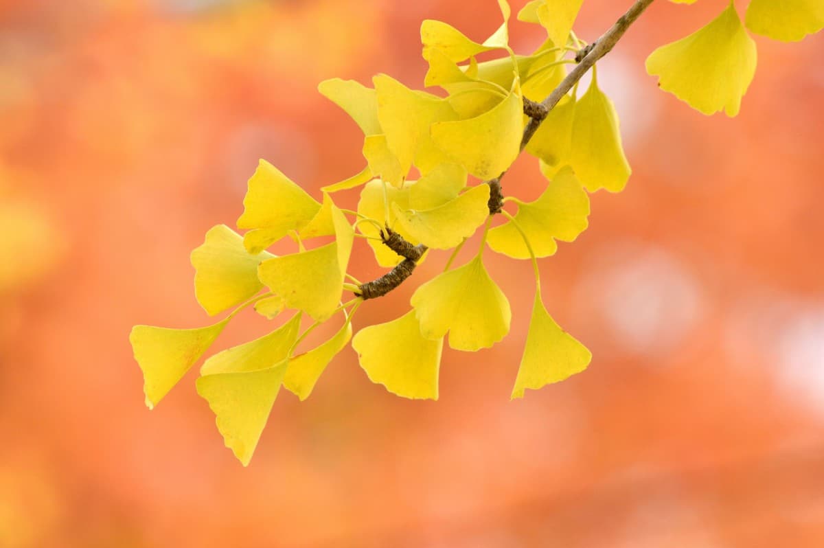 Maidenhair trees turn brilliant yellow in the fall.