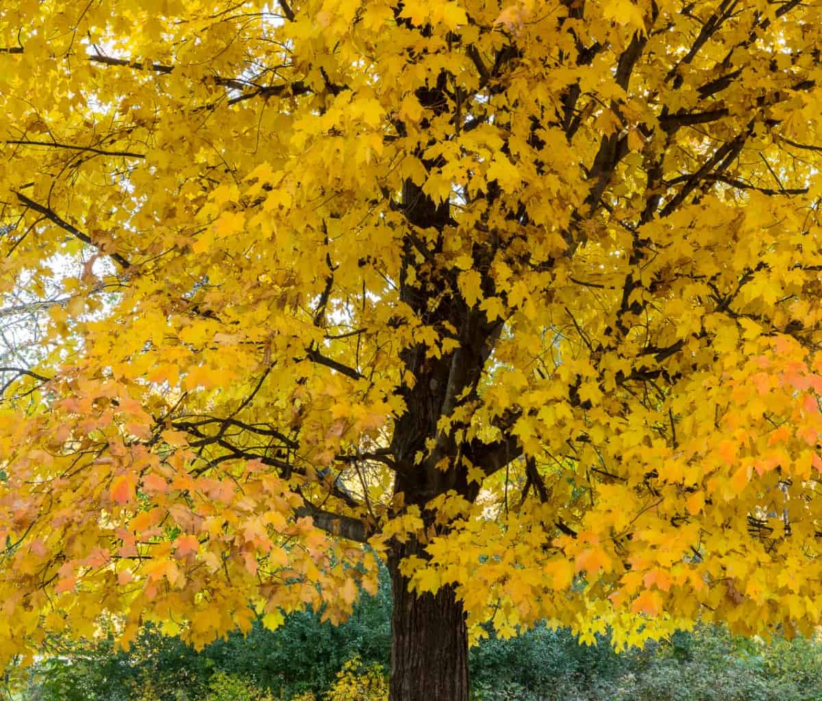 Maple trees offer dramatic fall color before cold weather arrives.