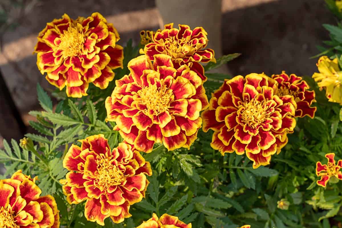 Marigolds have a long blooming season.