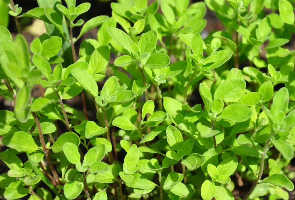 Marjoram likes to grow in sunny locations.