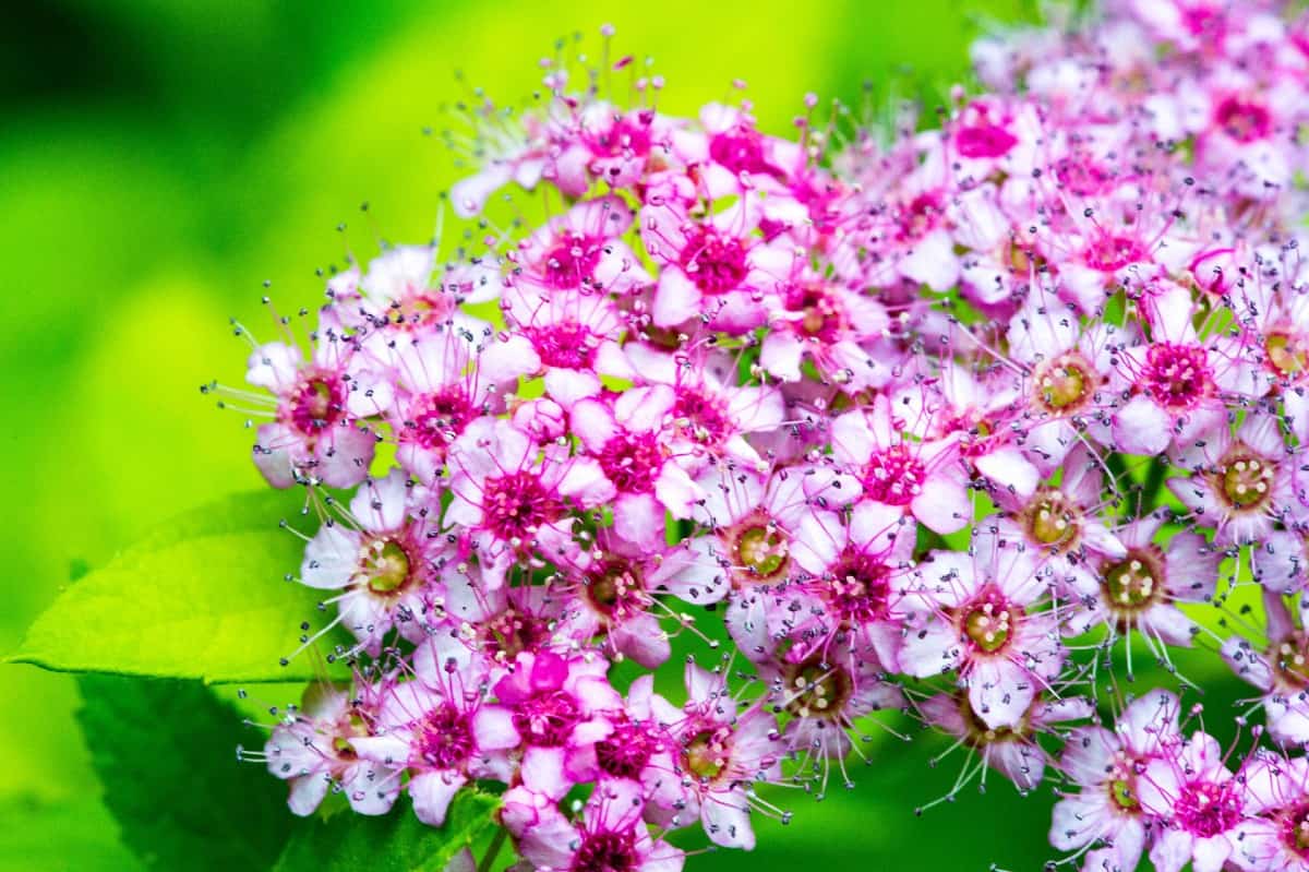 The key to meadowsweet's heat tolerance is keeping it in the shade.