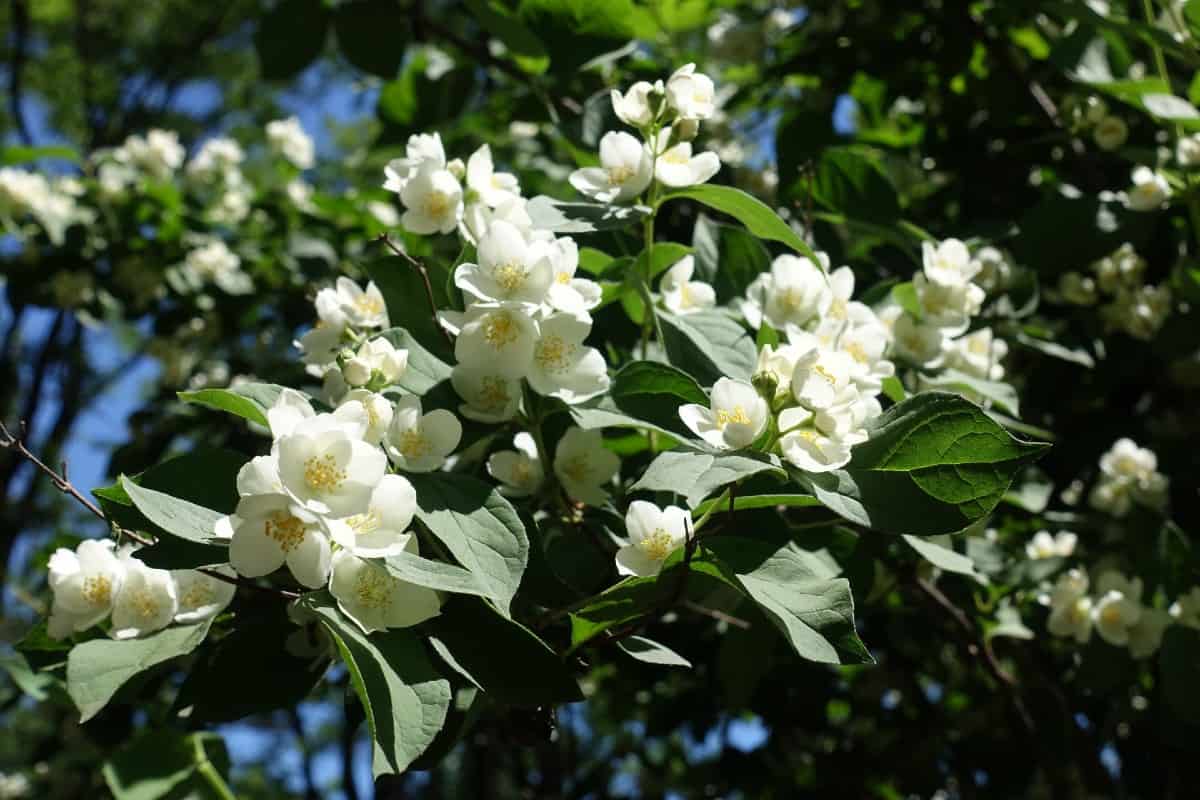 The mock orange is a fragrant old-fashioned shrub.