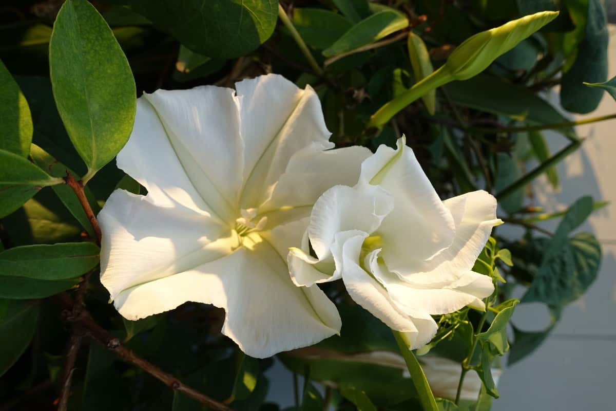 Moonflower is an attractive night-blooming vine.