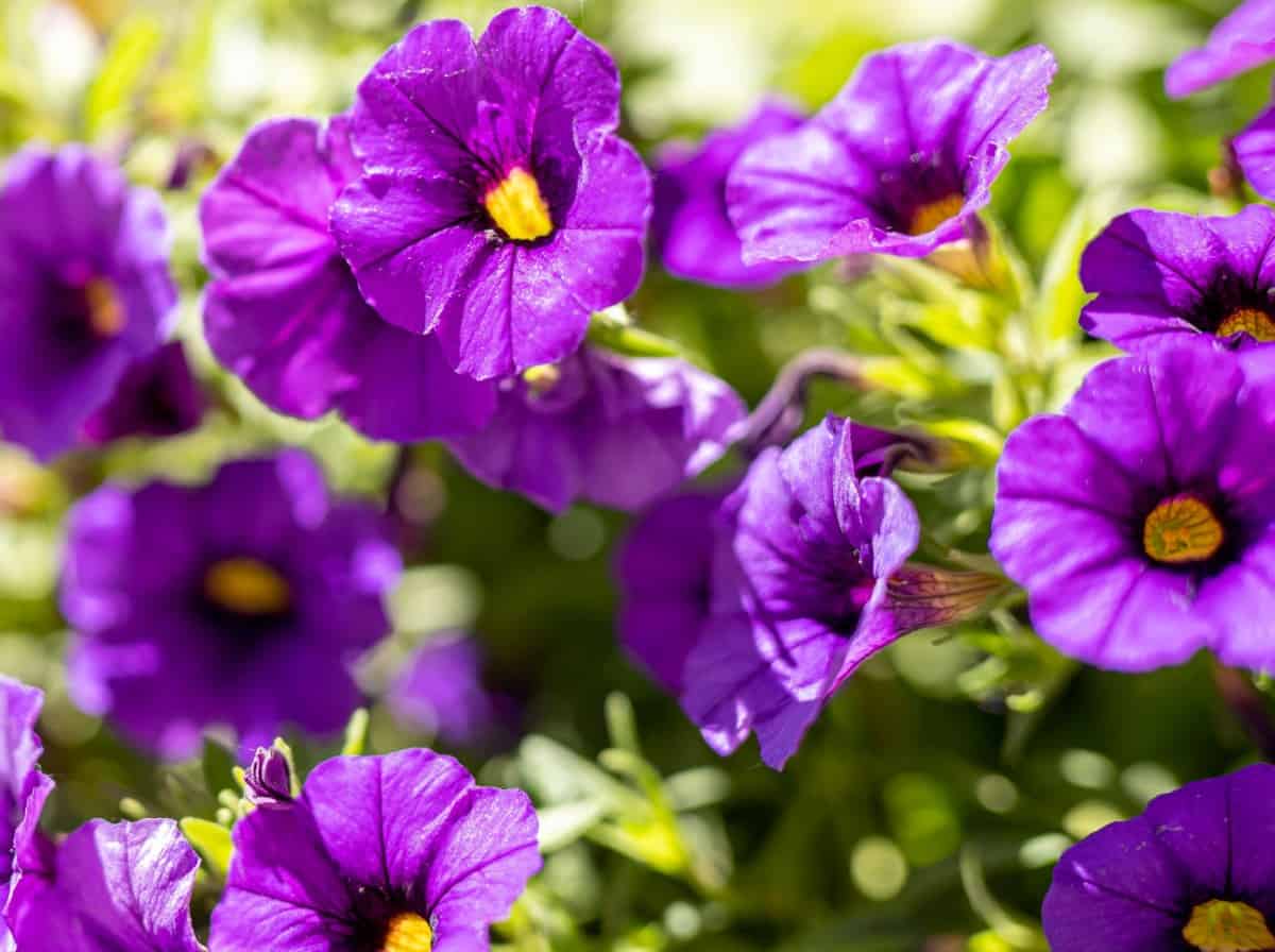 Morning glories are one of the prettiest climbing vines.