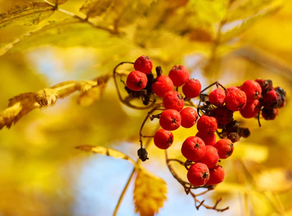 Oriole and other birds love mountain ash trees.