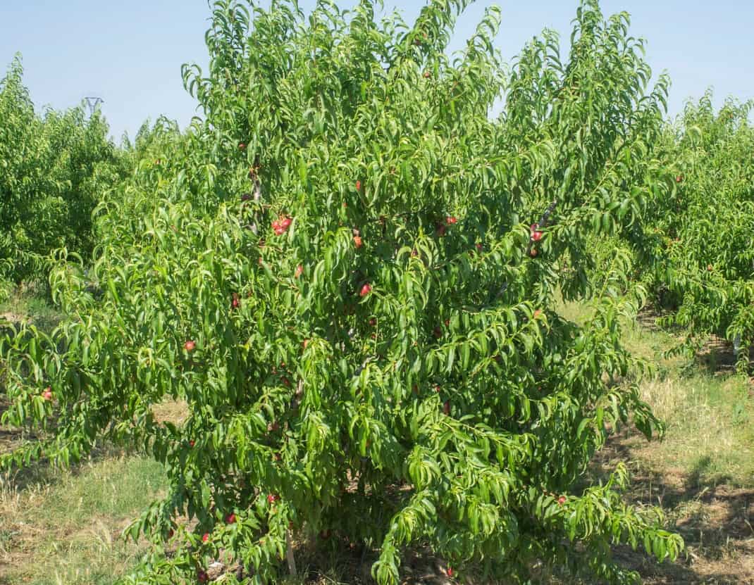 Nectarine trees are shrub-shaped.