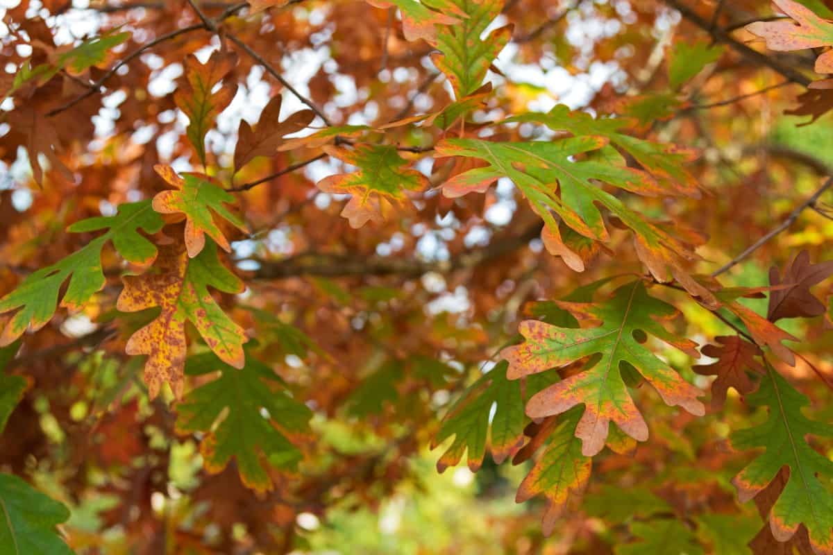 The North American oak is a huge tree that birds love.