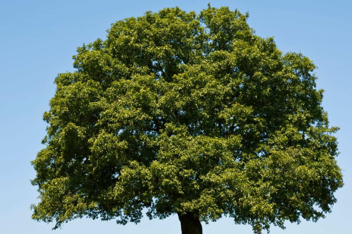 Oaks are hardy, long-lived trees.