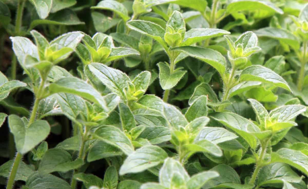 Oregano is popular in Italian dishes.