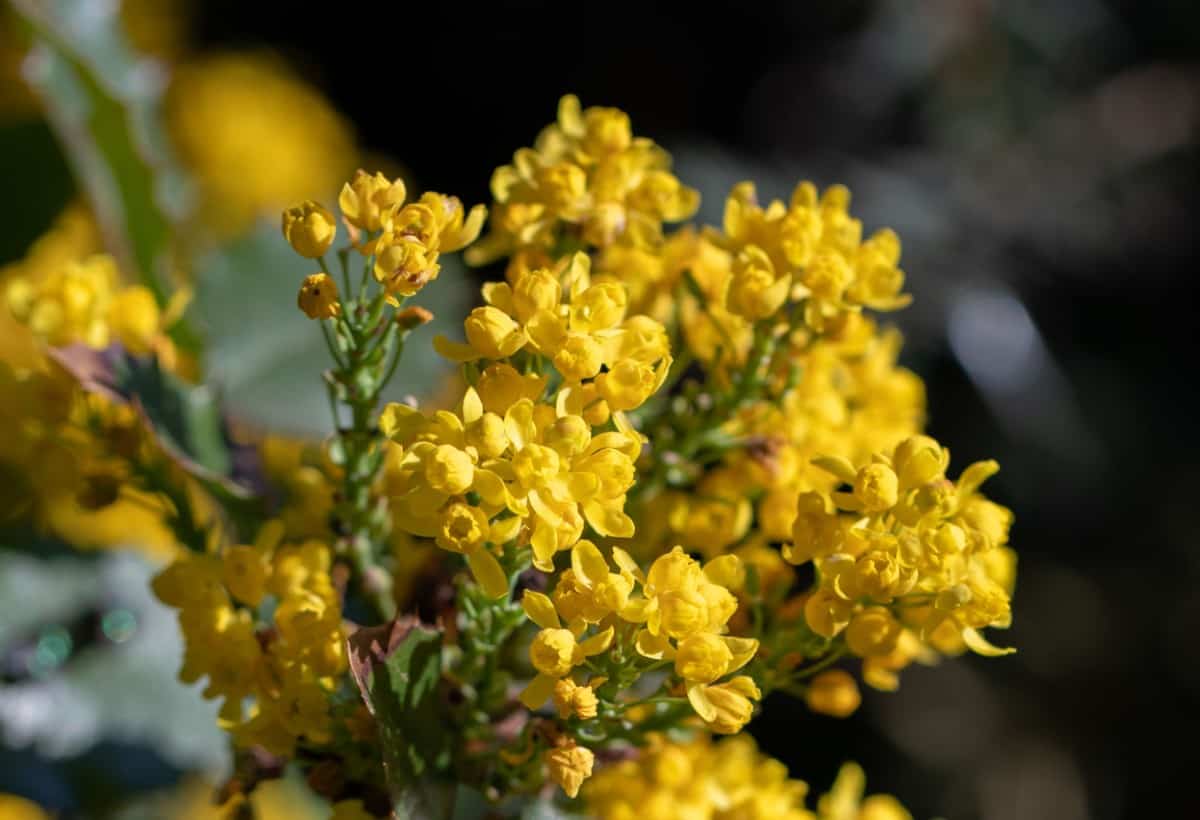 The Oregon grape tree needs lots of sun.