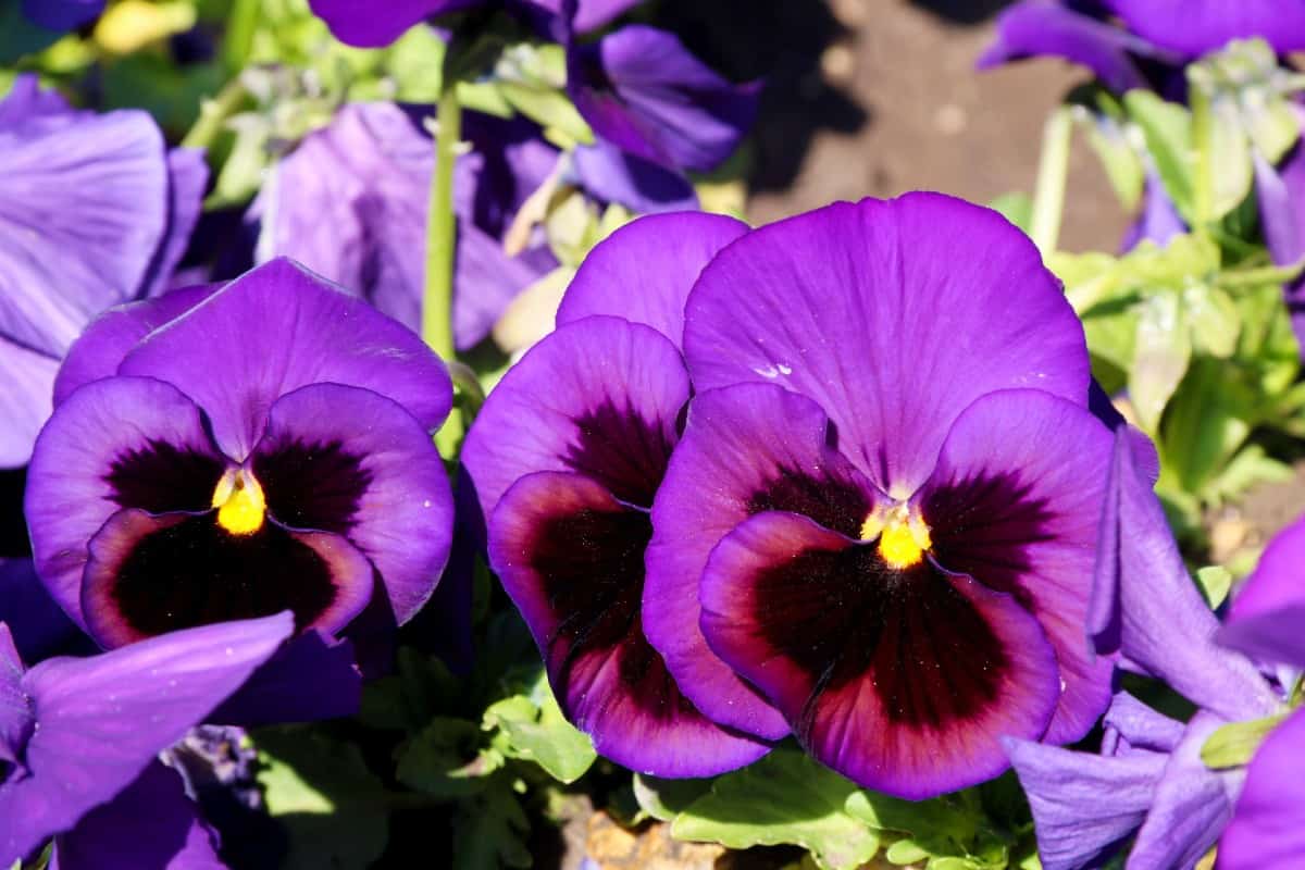 Pansies are brightly-colored flowers with a long blooming time.