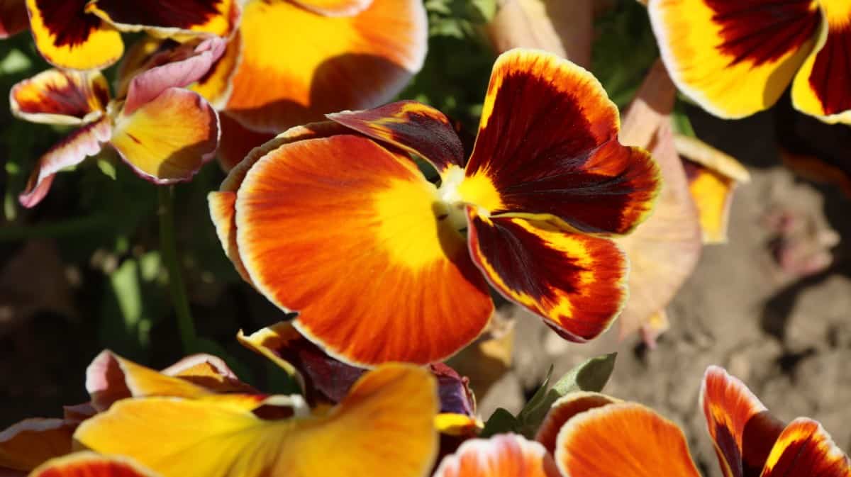 Pansies like cooler weather.