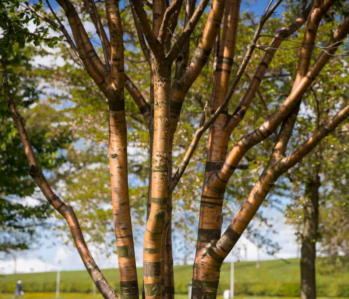 The paperbark cherry tree has red edible fruit.