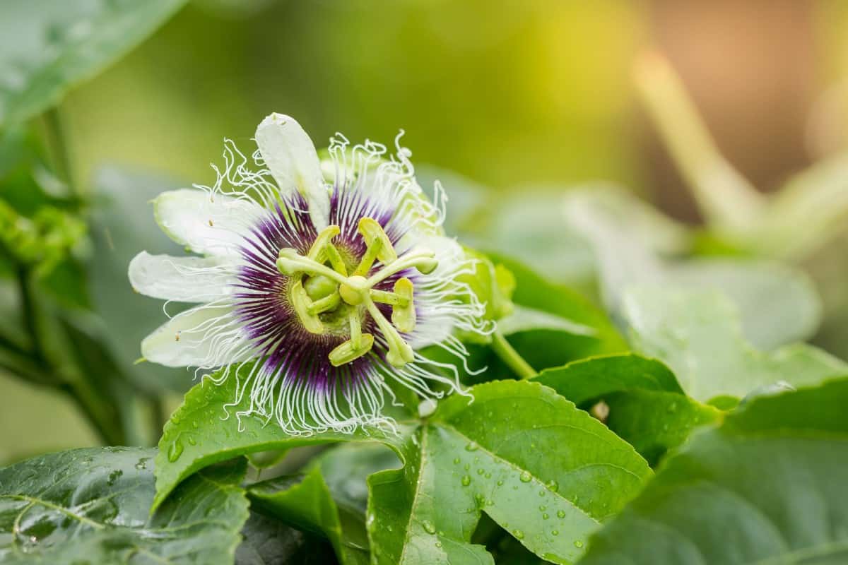 Passionflower vines are exotic, sun-loving plants.