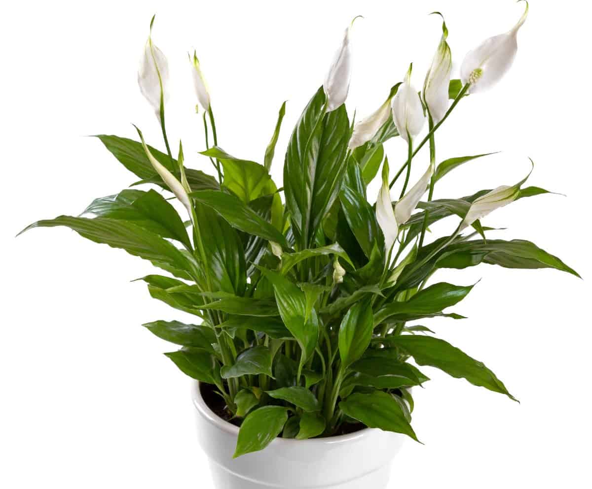 Peace lilies are excellent air purifiers.