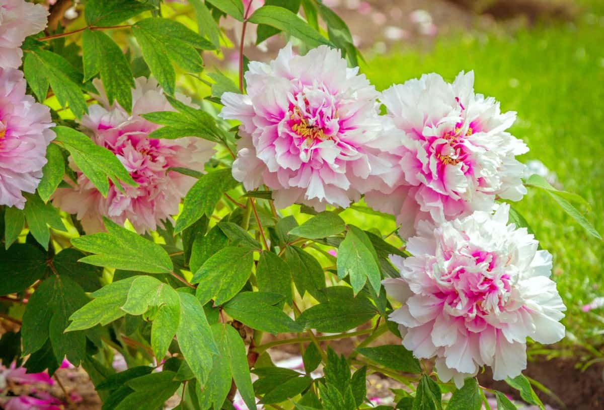 Peonies have a heavenly scent.