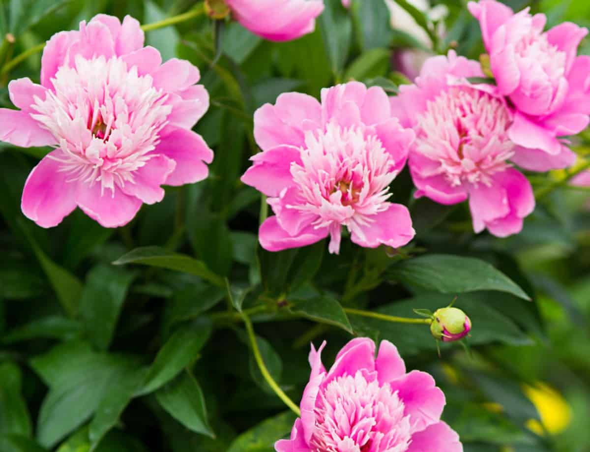 Peonies are incredibly long-lived perennials.