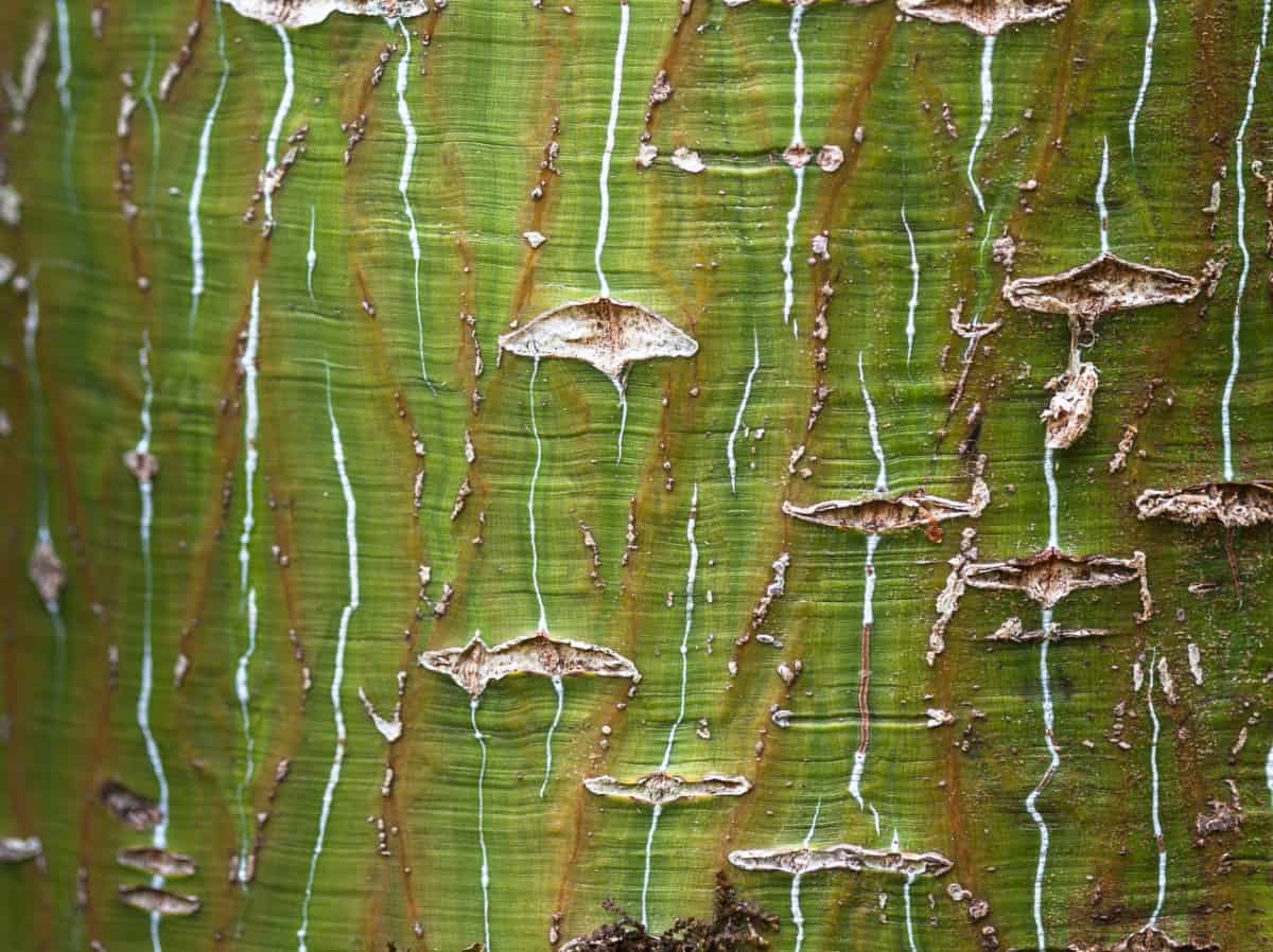 The Pere David's maple is a shade tree that often has several trunks.