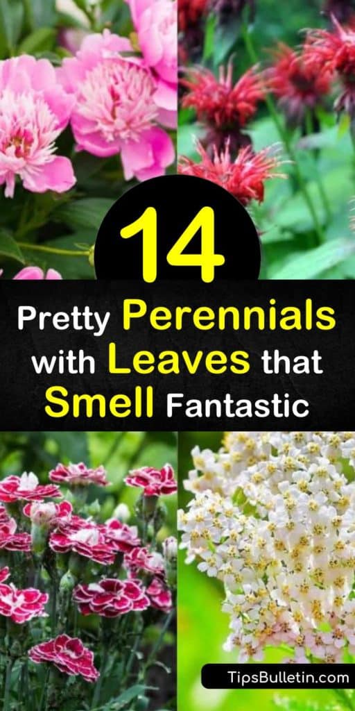 Get in touch with your five scenes with these fragrant flowers that last until late summer. Just like the hummingbirds, you won’t be able to get enough of the sweet scents from phlox, dianthus, lilac, and peonies that can also be brought inside as a cut flower. #perennials #leaves #smell