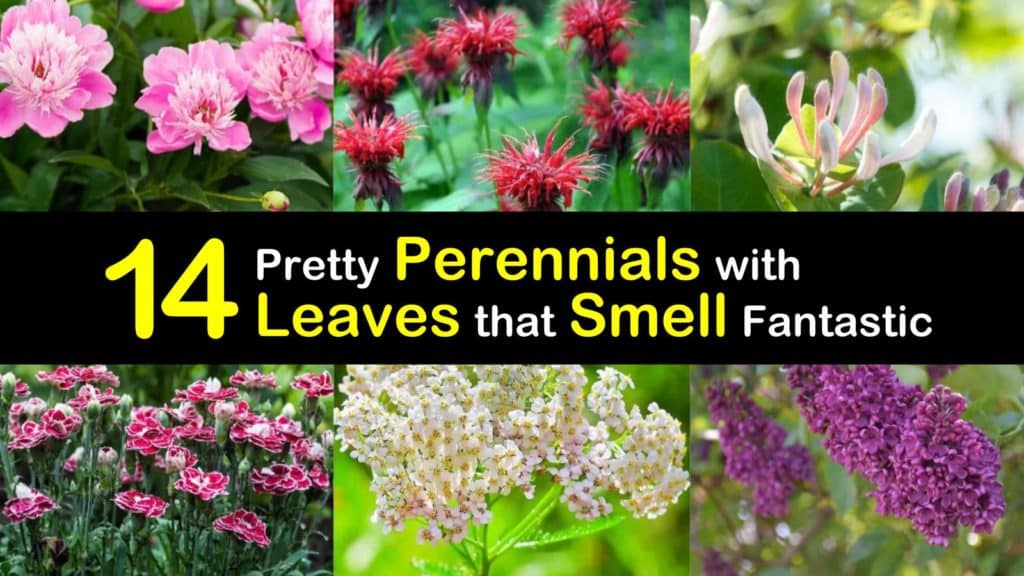 Perennials with Leaves that Smell titleimg1