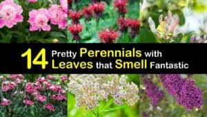 Perennials with Leaves that Smell titleimg1