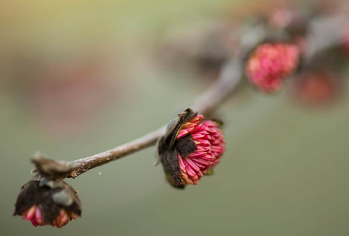 The Persian ironwood is disease and pest resistant.