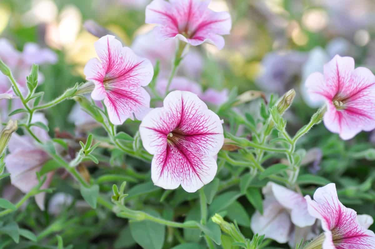 There are about 35 varieties of petunias.