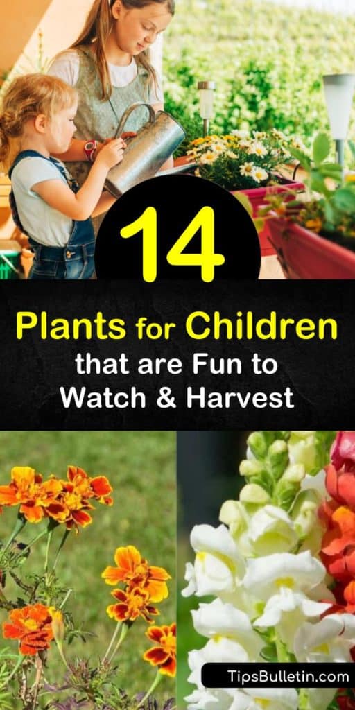 Help your child grow indoor and outdoor plants and watch their confidence grow with their new plants. Grow radishes and carrots for kids to harvest, marigolds and nasturtiums to attract pollinators, and lamb’s ear for a sensory garden. #plantsforchildren #gardening #children