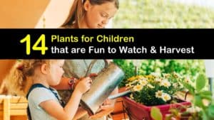 Plants for Children titleimg1