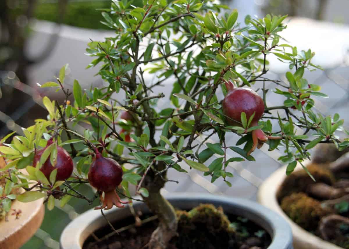 Pomegranate bonsai have attractive flowers and delicious fruit.