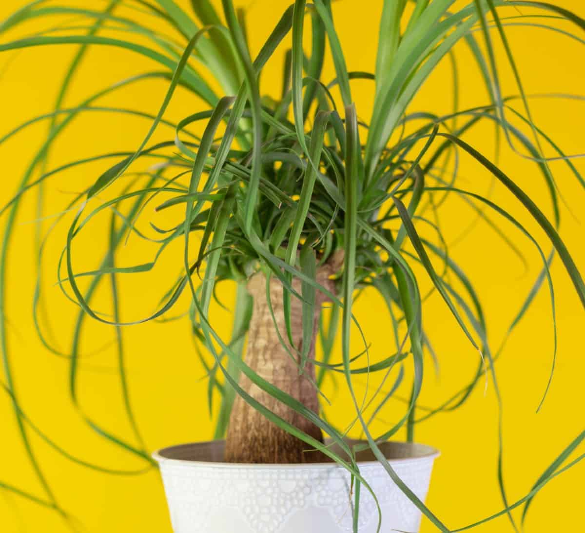 Ponytail palms are indoor trees that are not actually palm trees.