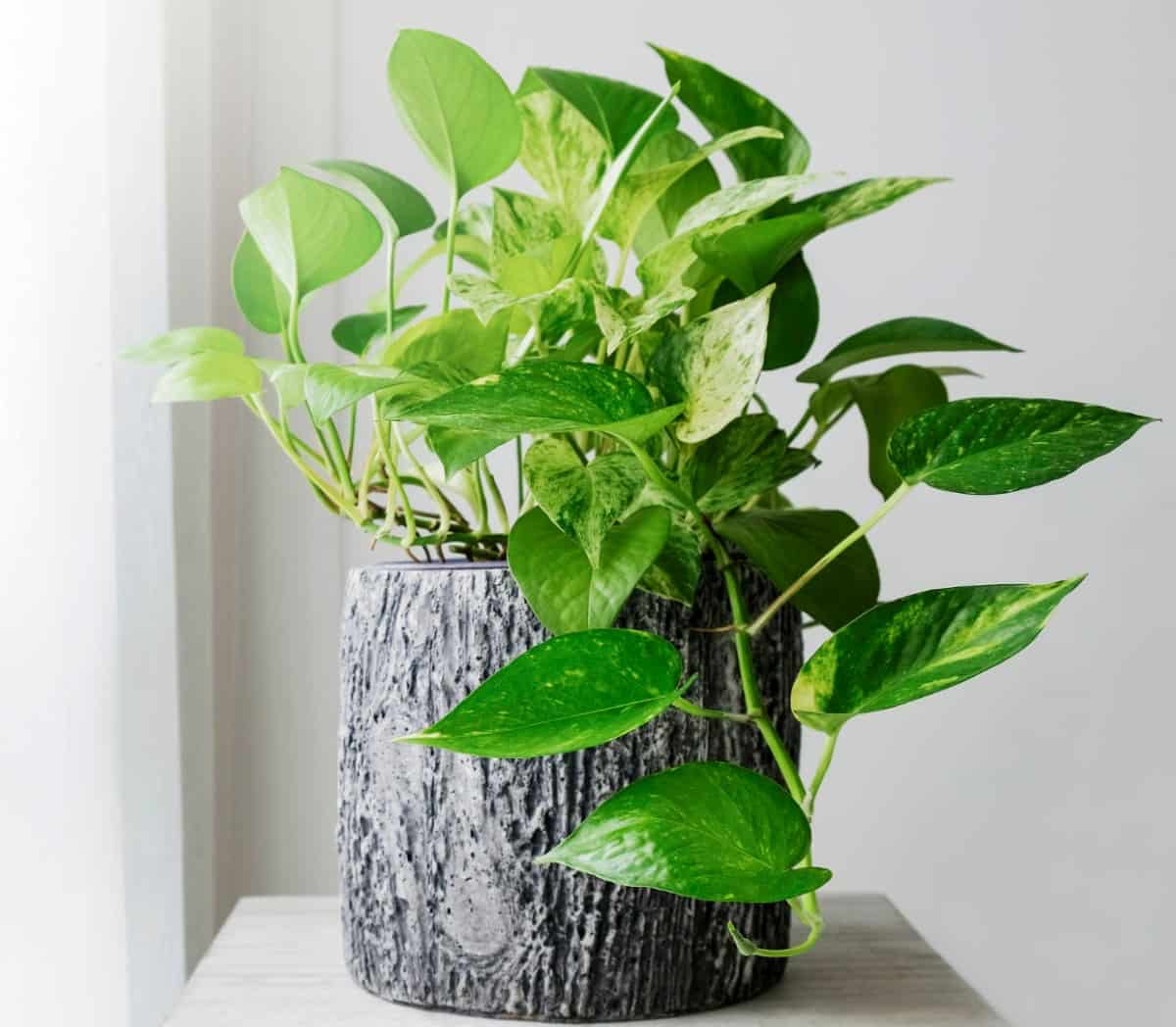 Pothos is a popular vining indoor plant.