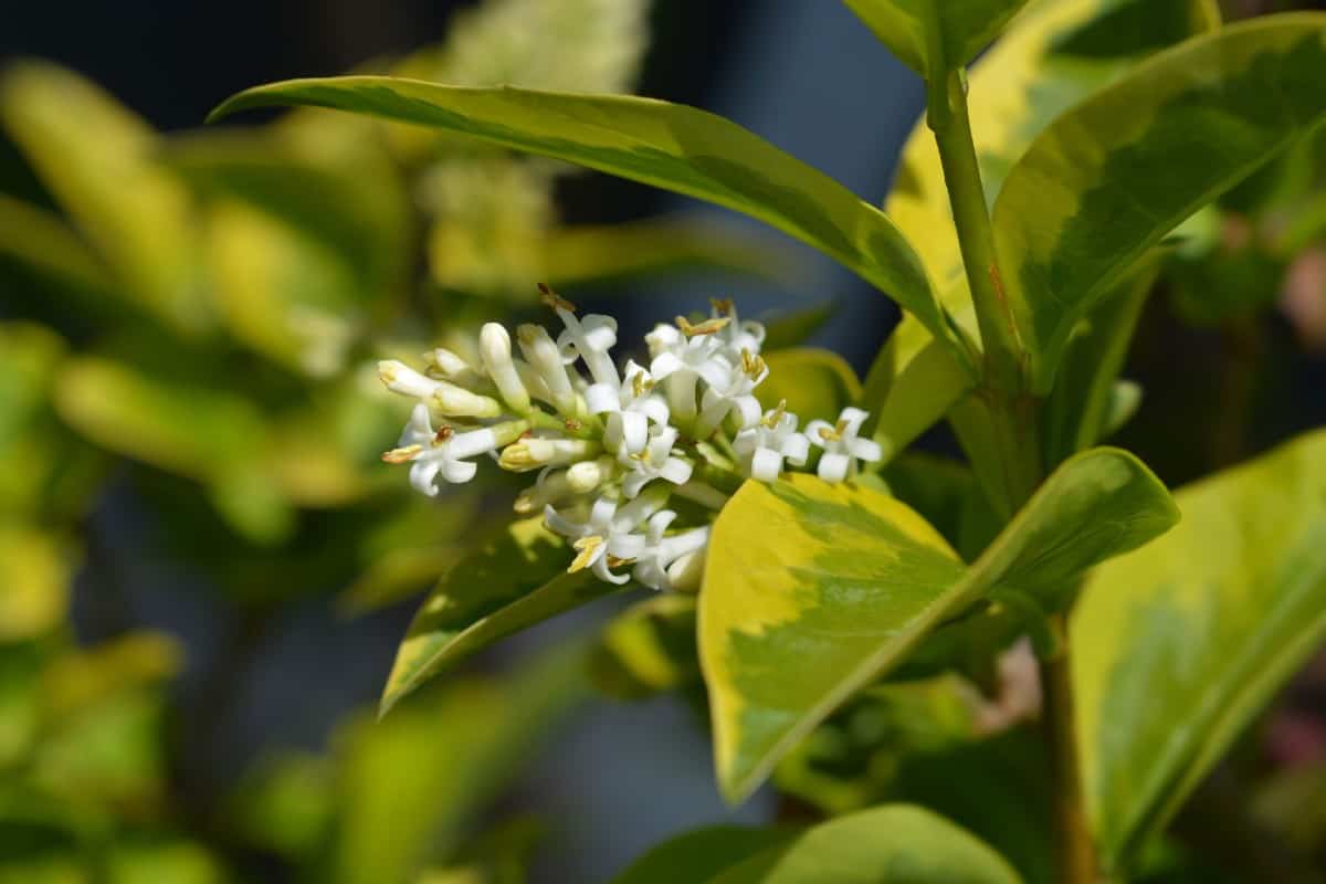 Privet is a plant that has dense foliage.