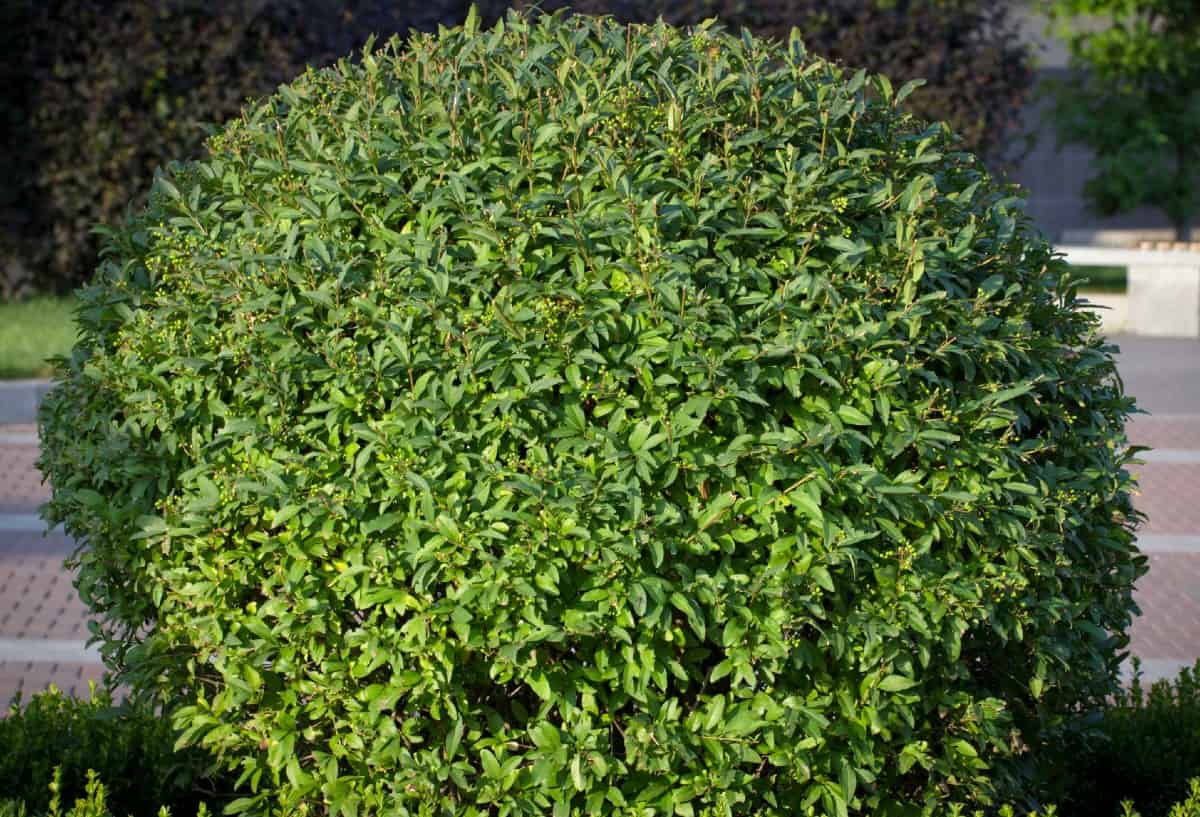 A row of privet makes an excellent privacy hedge.