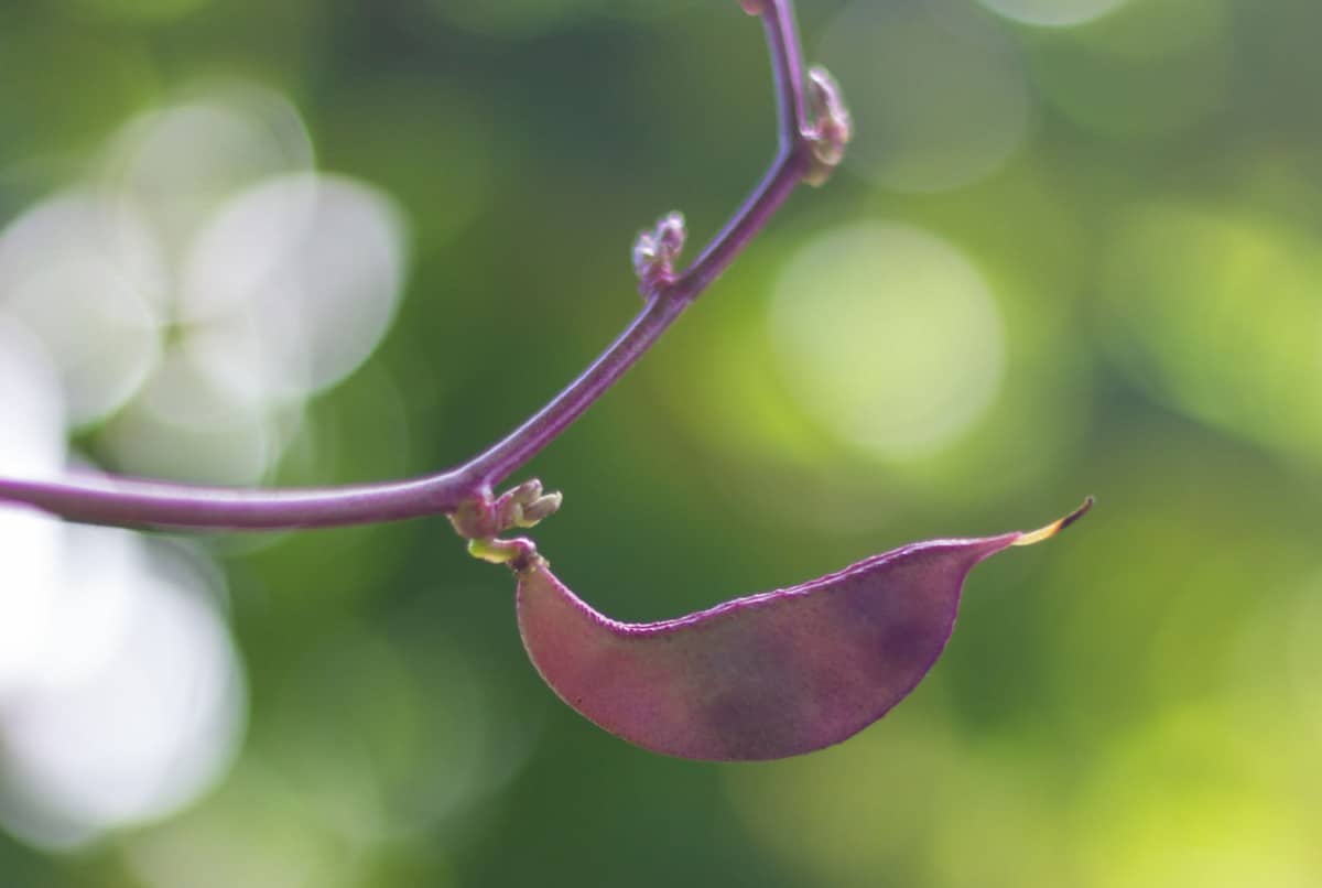 Purple hyacinth bean is a fast growing privacy vine.