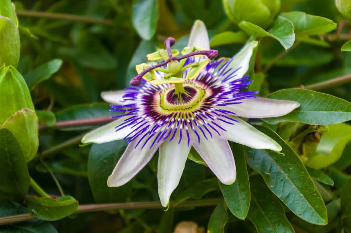 Purple passionflower is an exotic, long-blooming vine.