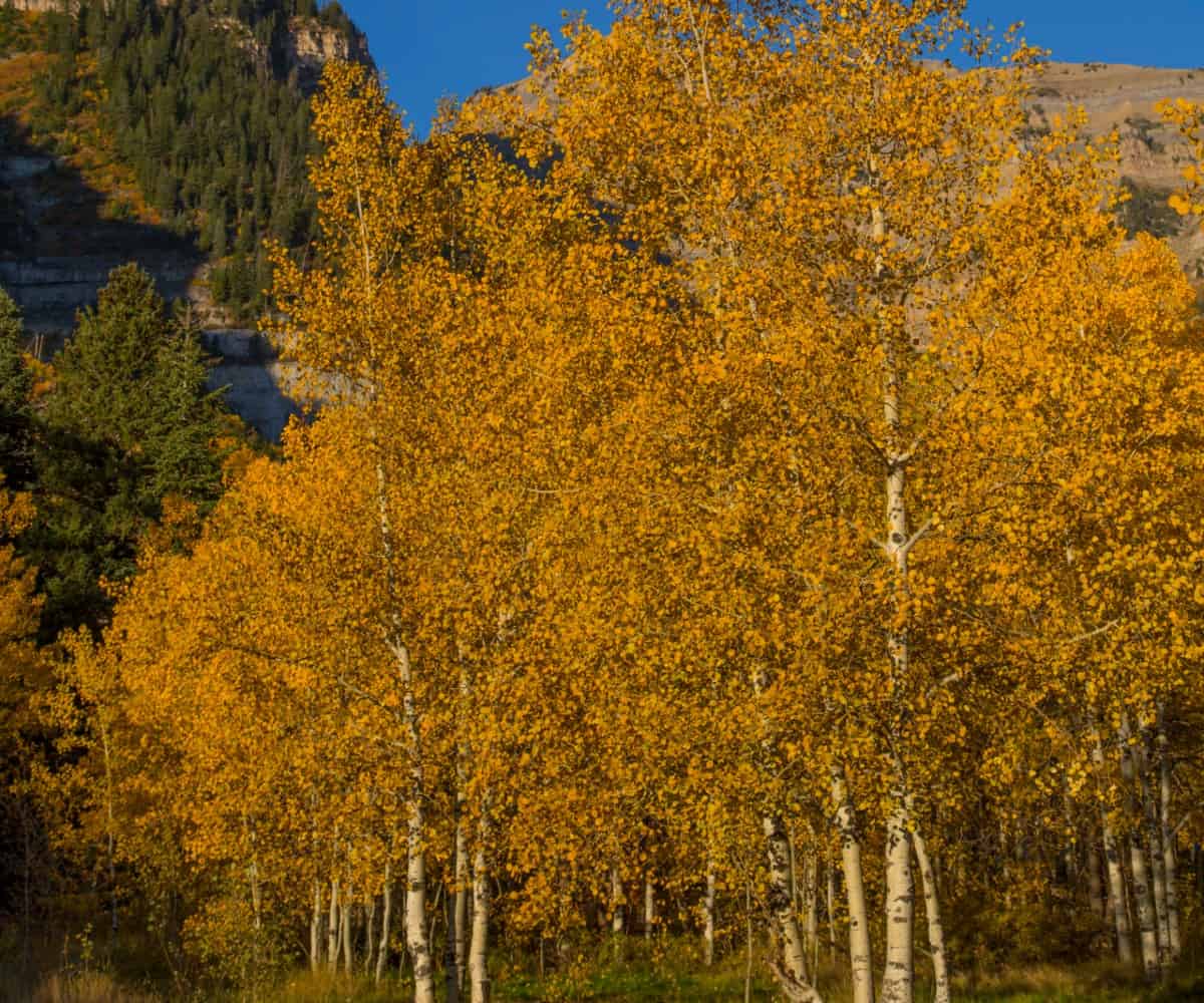 The white bark of quaking aspens stands out among its orange fall leaves.