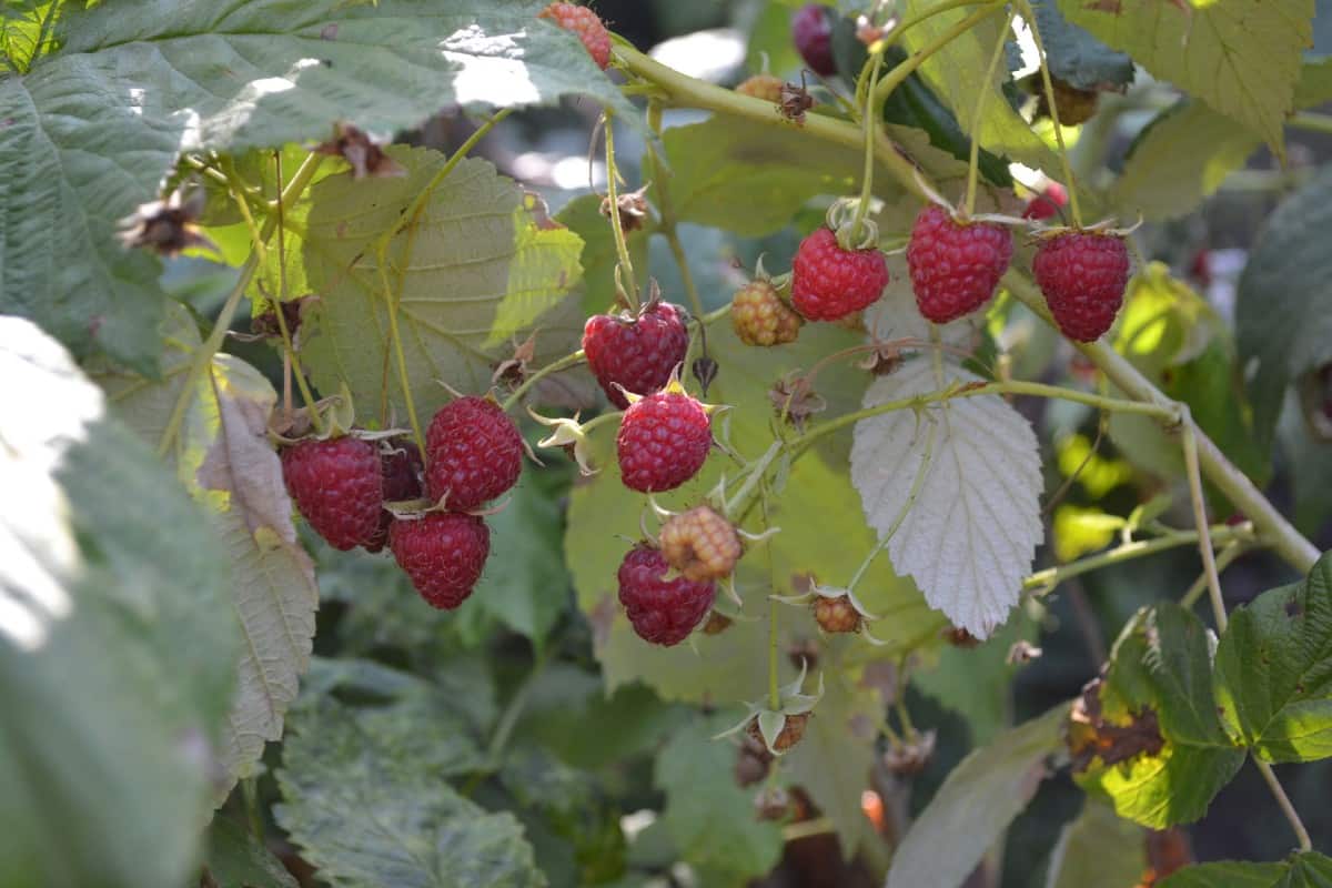 Raspberry bushes need full sun and wind protection.