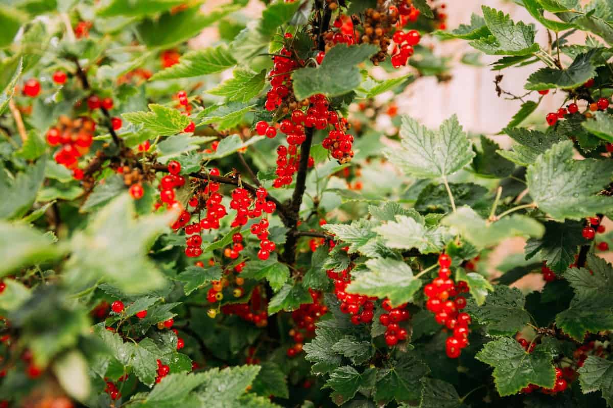 Red currants prefer cool conditions.