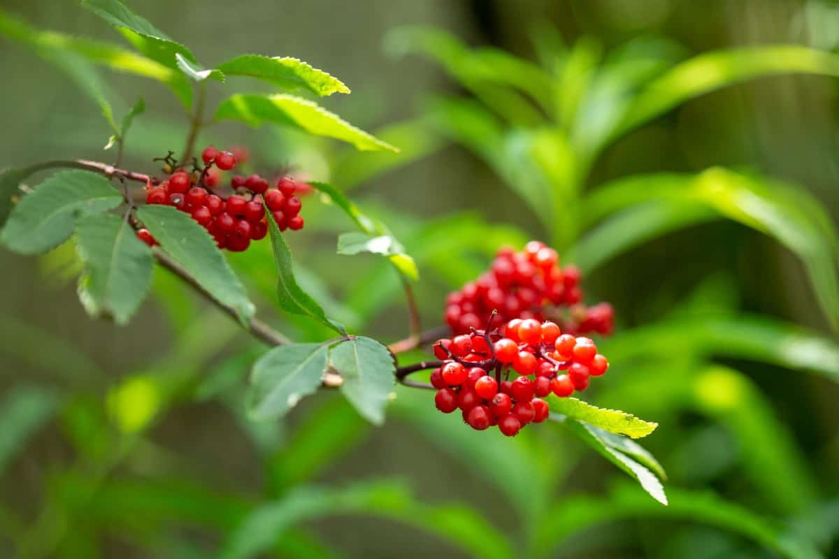 The red elderberry bush has attractive fruits that entice birds.