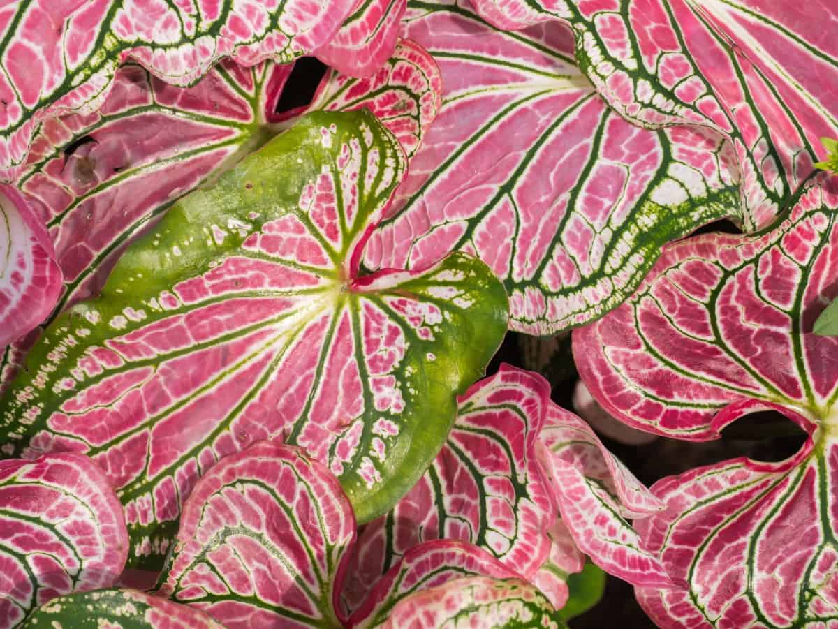 Red flash caladiums have heart-shaped leaves.