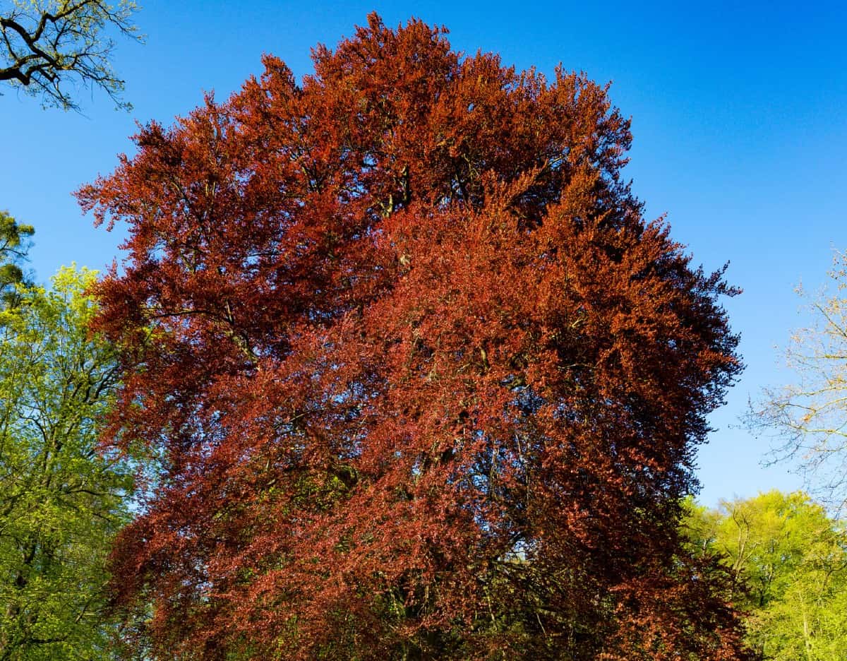 Red maples have spectacular fall color.